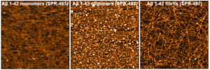 AFM of Amyloid Beta Peptide Protein (Monomers, Oligomers, and PFFS) (SPR-485, SPR-488, SPR-487)