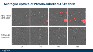 Amyloid Beta 1-42 Pre-formed Fibrils (SPR-487) in vivo assay.