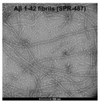 SPR-487_Amyloid-Beta-1-42-Pre-formed-Fibrils-Protein-TEM-3_panel.png