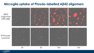 Amyloid Beta 1-42 Oligomers (SPR-488) in vivo assay.