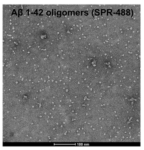 SPR-488_Amyloid-Beta-1-42-Oligomers-Protein-TEM-3_panel.png