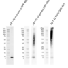 WB of Amyloid Beta Peptide Protein (Monomers, Oligomers, and PFFS) (SPR-485, SPR-488, SPR-487)