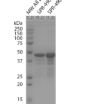 SPR-490_Tau-352-fetal-0N3R-Wild-Type-Monomers-Protein-SDS-Page-1.png