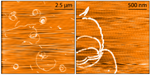 AFM of Tau-352 (fetal 0N3R) Wild-Type Pre-formed Fibrils Protein (SPR-491)