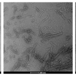 SPR-491_Tau-352-fetal-0N3R-Wild-Type-Pre-formed-Fibrils-Protein-TEM-1.png