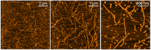 AFM of Amyloid Beta Pyroglutamate 3-42 Pre-formed Fibrils Protein (SPR-492)