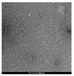 SPR-492_Amyloid-Beta-Pyroglutamate-3-42-Pre-formed-Fibrils-Protein-TEM-1.png