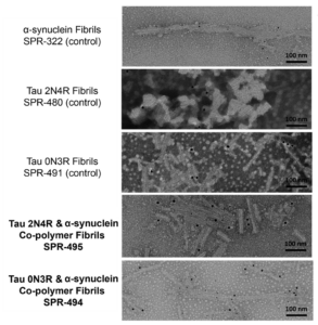 Immuno-TEM of Human Tau and Alpha Synuclein co-polymer fibrils Protein (SPR-494)