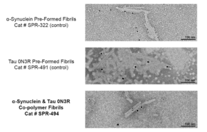 Immuno-TEM of Human Tau and Alpha Synuclein co-polymer fibrils Protein (SPR-494)