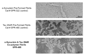 Immuno-TEM of Human Tau and Alpha Synuclein co-polymer fibrils Protein (SPR-495)