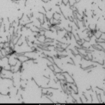 SPR-498_Tau-441-2N4R-Wild-Type-Pre-formed-Fibrils-Baculovirus-Sf9-Protein-TEM-1.png