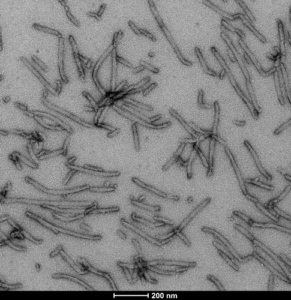 TEM of Human Tau-441 (2N4R) Wild-Type Pre-formed Fibrils (Baculovirus/Sf9) Protein (SPR-498)