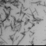 SPR-500_Human-Recombinant-Alpha-Synuclein-S87N-Mutant-Pre-formed-Fibrils-Protein-TEM-1.png