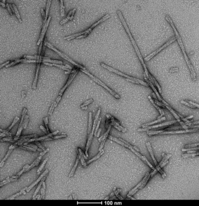 TEM of Human Human Recombinant Alpha Synuclein S87N Mutant Pre-formed Fibrils Protein (SPR-500)