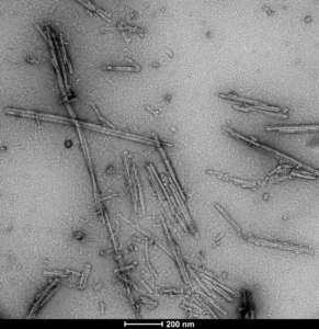 TEM of Human Tau dGAE (297-391) AD-mimic Pre-formed Fibrils Protein (SPR-502)