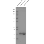 SPR-503_Alpha-Synuclein-TNG-A53T-S87N-N103G-Mutant-Monomers-Protein-SDS-Page-1.png
