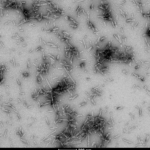 SPR-504_Alpha-Synuclein-TNG-A53T-S87N-N103G-Mutant-Pre-formed-Fibrils-Protein-TEM-1.png