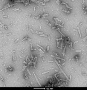 TEM of Human Alpha Synuclein TNG (A53T, S87N, N103G) Mutant Pre-formed Fibrils Protein (SPR-504)