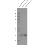 SPR-505_Alpha-Synuclein-S129A-Mutant-Monomers-Protein-SDS-Page-1.png