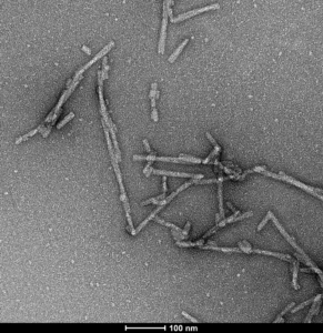 TEM of Human Alpha Synuclein S129A Mutant Pre-formed Fibrils Protein (SPR-506)