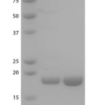 SPR-507_Human-Recombinant-Alpha-Synuclein-Protein-Monomers-Biotinylated-C-Terminus-Protein-SDS-Page-1.png