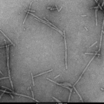 SPR-508_Human-Recombinant-Alpha-Synuclein-Protein-Pre-formed-Fibrils-Biotinylated-C-Terminus-Protein-TEM-1.png