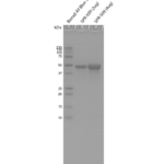 SPR-509_Tau-383-0N4R-Wild-Type-Monomers-Protein-SDS-PAGE-1.png