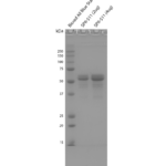 SPR-511_Tau-412-1N4R-Wild-Type-Monomers-Protein-SDS-PAGE-1.png