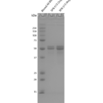 SPR-513_Tau-381-1N3R-Wild-Type-Monomers-Protein-SDS-PAGE-1.png