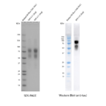 SPR-515_Tau-441-2N4R-P301S-Mutant-Monomers-CHO-expressed-N-glycosylated-Protein-SDS-Page-1.png