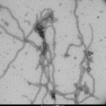 SPR-516_Tau-441-2N4R-P301S-Mutant-Pre-formed-Fibrils-CHO-expressed-N-glycosylated-Protein-TEM-1.png