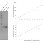 SPR-517-A488_Alpha-Synuclein-E114C-Mutant-Monomers-ATTO-488-Protein-SDS-Page-1.png