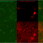 SPR-518-A488_Alpha-Synuclein-E114C-Mutant-Pre-formed-Fibrils-ATTO-488-Protein-ICC-IF-neuronal-uptake-1.png