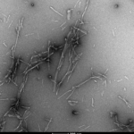 SPR-521_Alpha-Synuclein-pSer129-Pre-Formed-Fibrils-Protein-TEM-1.png