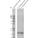 SPR-523_Tau-K18-P301L-Mutant-Pre-formed-Fibrils-Protein-SDS-Page-1.png