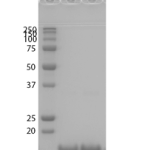 SPR-524_Tau-K18-Wild-Type-Monomers-Protein-SDS-Page-1.png