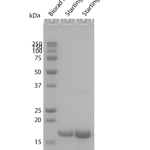 SPR-525_Tau-K18-Wild-Type-Pre-formed-Fibrils-Protein-SDS-Page-1.png