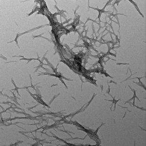 TEM of Tau (K18) Wild-Type Pre-formed Fibrils (SPR-525)