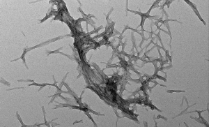 TEM of Tau (K18) Wild-Type Pre-formed Fibrils (SPR-525)