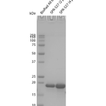 SPR-527_Alpha-Synuclein-Monomers-Biotinylated-Protein-SDS-Page-1.png