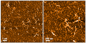 AFM of Cynomolgus Alpha Synuclein Pre-formed Fibrils: Biotinylated Protein (SPR-528)