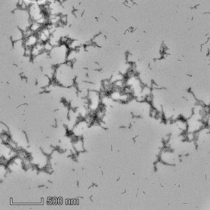 TEM of Cynomolgus Alpha Synuclein Pre-formed Fibrils: Biotinylated Protein (SPR-528)