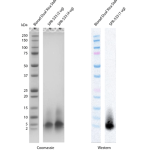 SPR-533_Amyloid-Beta-Peptide-1-40-+-C-terminal-Cysteine-Monomers-Protein-SDS-Page-1.png