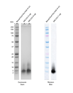 SDS-Page of Amyloid Beta Peptide 1-40 + C-terminal Cysteine Monomers (SPR-533)