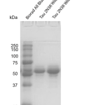 SPR-534_Tau-410-2N3R-Wild-Type-Monomers-Protein-SDS-PAGE-1.png