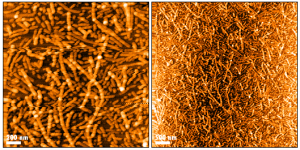 AFM of Tau-410 (2N3R) Wild-Type Pre-formed Fibrils (SPR-535)