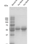 SPR-535_Tau-410-2N3R-Wild-Type-Pre-formed-Fibrils-Protein-SDS-PAGE-1.png