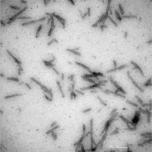 TEM of Alpha Synuclein (1-114) Pre-formed Fibrils (C-term Truncated) (SPR-537)