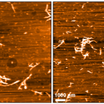 SPR-539_Alpha-Synuclein-E83Q-Mutant-Pre-formed-Fibrils-Protein-AFM-1.png