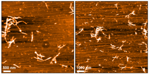 AFM of Alpha Synuclein E83Q Mutant Pre-formed Fibrils (SPR-539)
